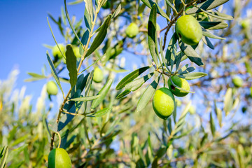 View on the canopy of green olive tree at plantation.
