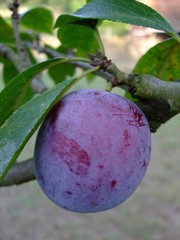 Pflaume
