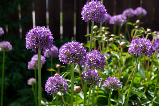 Pretty purple Allium flowers, a late spring flowering plant growing on tall stems.