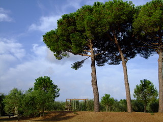 Fototapeta na wymiar Landschaft in der Toskana