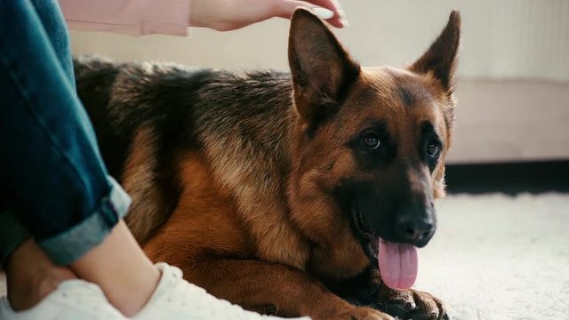 slow-motion of young woman stroking cute purebred german shepherd dog at home 