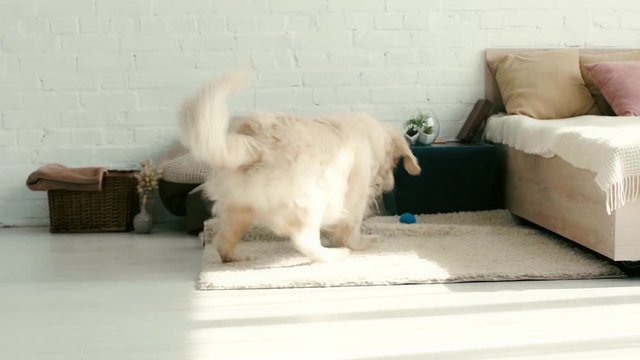 slow-motion of cute dog running and waving tail, catching ball on carpet in bedroom 