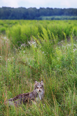 Fluffy gray dog on the nature in the green field