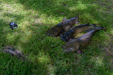 Three nice catfish will soon be in the freezer. Caught in a lake in Oklahoma. The fisherman left the fish weighing scales on the ground near the catch. Bokeh effect.