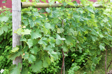 grapes with green leaves on the vine. fresh fruits - Image