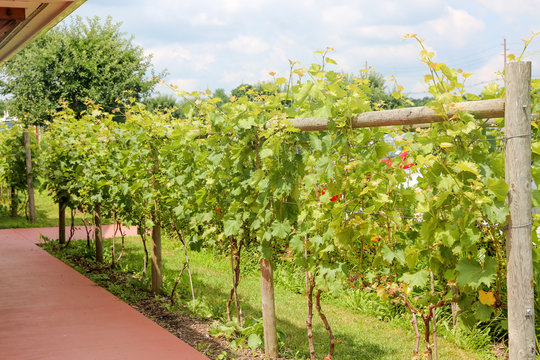 grapes with green leaves on the vine. fresh fruits - Image
