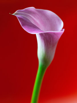 calla Blume