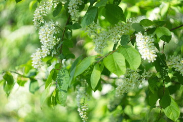 Beautiful green background for web design. Wallpaper. Screen. Nature.