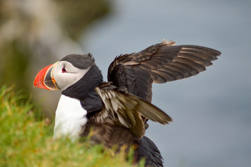 Puffin showing off wings