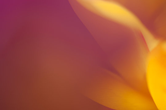 Makroaufnahme Blumenbl&uuml;te