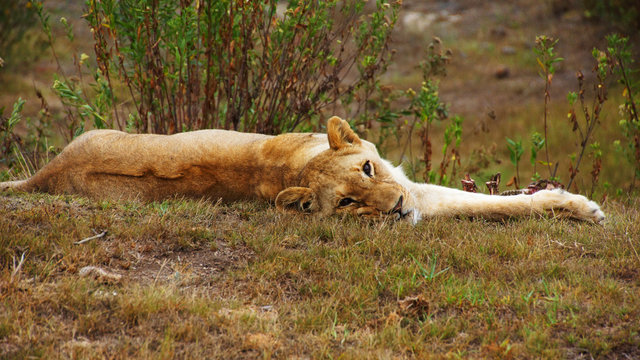 lying lioness