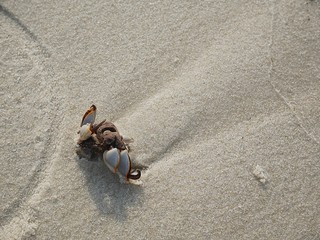 hermit crab on a white sand