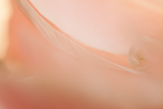 Makroaufnahme Blumenbl&uuml;te