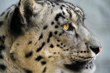 This close up image captures a moment of a majestic snow leopard looking and staring forward.