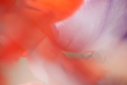 Blume makro abstrakt 