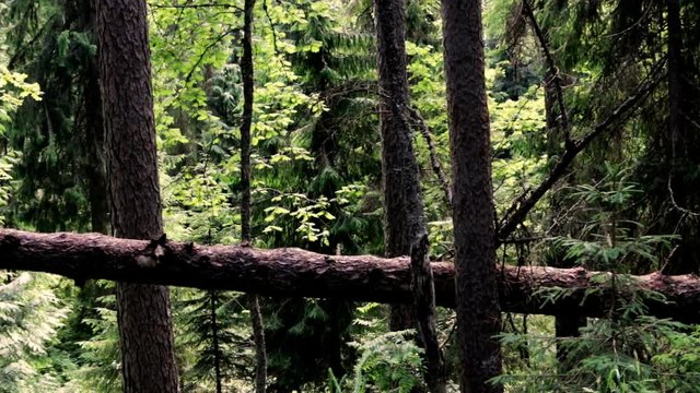 Summer forest - tree trunks, fallen tree and green leaves grass. Nature summer background. Slow pan.