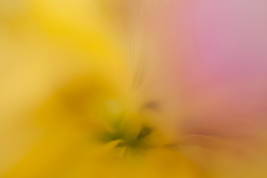 Makroaufnahme Blumenbl&uuml;te