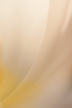 Makroaufnahme Blumenbl&uuml;te