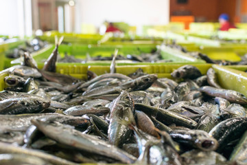 Trachurus trachurus,chicharro o jurel en la venta del puerto