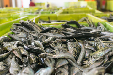 Trachurus trachurus,chicharro o jurel en la venta del puerto