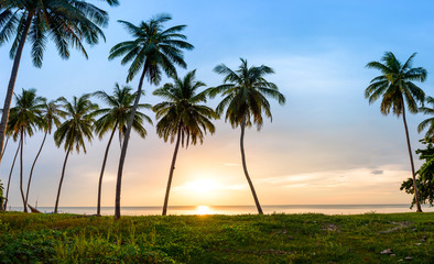 Palm trees on the beach at sunset