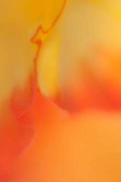 abstrakte Blumen makro