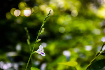 Fototapeta na wymiar little Flower