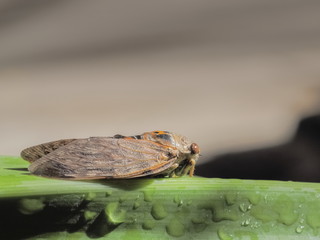 close up a Cicadas (Cicadidae) resting on green leaf with nature blurred background