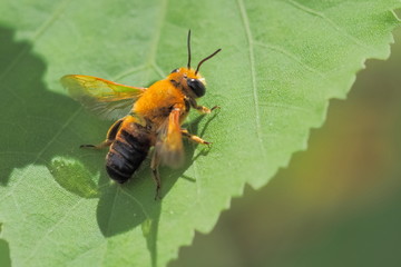 Close up a Mining Bee (Andrena) resting on green leaf with green nature blurred background.