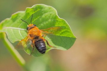 Close up a Mining Bee (Andrena) resting on green leaf with green nature blurred background.