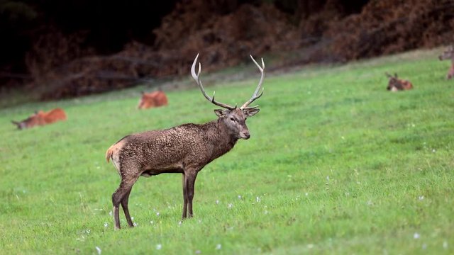 Red deer in rutting season. Deer stag roaring, bellow majestic powerful animal outside wood, big animal in forest habitat. Wildlife scene, nature. Autumn animal behaviour.