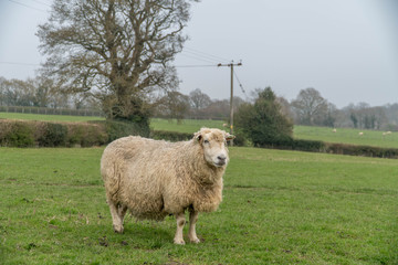 Obraz premium Sheep On A British Farm