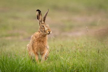 European Hare in a meadow is moving closer