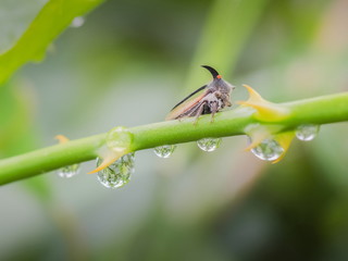 Macro morning of Horn Treehopper or leafhoppers (Membracidae) resting on green branch with dew drop and green nature blurred background.