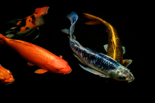 colorful koi carps surfaces in a feeding frenzy