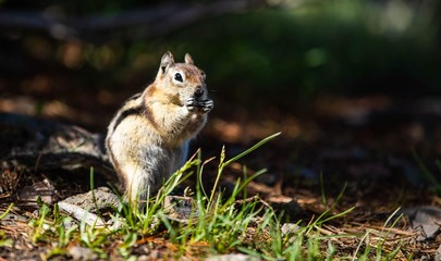 Chipmunk 