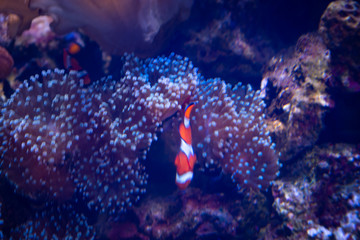 Nemo fish are swimming with beautiful corals.