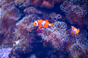 Nemo fish are swimming with beautiful corals.