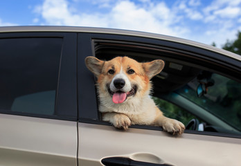 charming puppy dog red Corgi pretty sticks out his face with pink tongue and paws from the car window while traveling through the countryside on a Sunny summer day