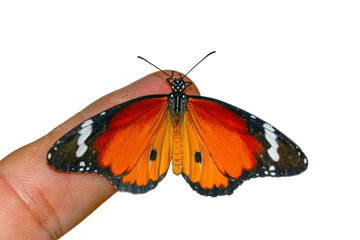 Stock Image butterfly at your fingertips       