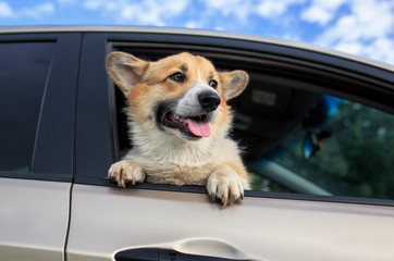 charming puppy dog ginger corgi sticks his face and paws out of the car window during a trip...