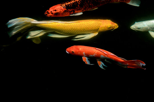colorful koi carps surfaces in a feeding frenzy