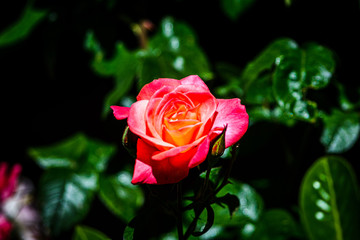 Red roses on an unfocused background