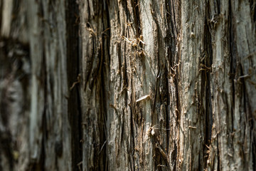 Old Wood bark macro backgrounds.