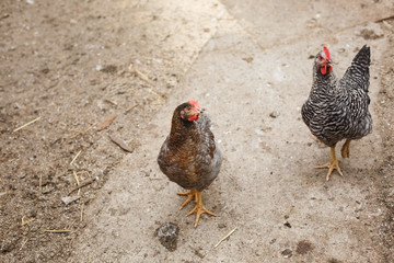 red hens walking around the yard, barnyard on a farm for breeding poultry
