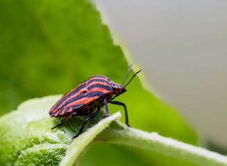 Red Shield Bug. Bishop Bug. It is called the 