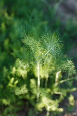 Fresh dill grows in the garden in the village. fresh fragrant dill spice growing on the farm, organic spices, vitamins, additive in salad