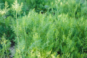 Fresh dill grows in the garden in the village. fresh fragrant dill spice growing on the farm,...