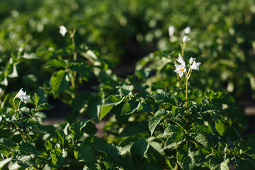  flowers on potato bushes. Colorado potato beetle and larvae of the Colorado potato beetle on a potato bush.  