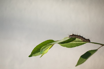 Beautiful caterpillar creeps along a twig with green leaves in front